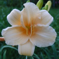 EMBARRASSINGLY EARLY